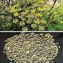 Foeniculum Vulgare Fruits With High Medicinal Values