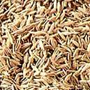 Strong Flavored Cumin Seeds With Medicinal Applications