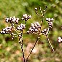 Multi-functional Coriander Seeds For Culinary Purposes