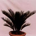 Indoor Plant Cycas Revolute