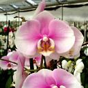 Phalaenopsis With Vase Life Up To 4 - 5 Days