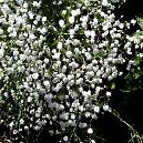 Gypsophila With Vase Life Up To 5 - 7 Days