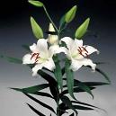 Lily Is Highly Perfumed But Scent - Free