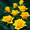 Rose With Golden Yellow Color