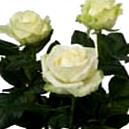 White Colored Rose With Large Bud Size