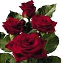 Happy Hour Red Rose With Stem Length 50, 60, 70 Cms.