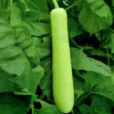 Bottle Gourd With 40-45 Cm Long