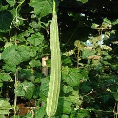 Ridge Gourd With 30-40 Cm Long