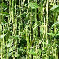 Yard Bean Seeds With Fine Pod Uniformity