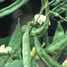 Bean Seeds With Light Green Pods