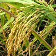 Rice Seeds Needs 125-130 Days Of Maturity Period