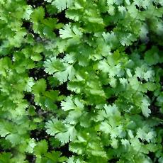 Hybrid Coriander Seeds