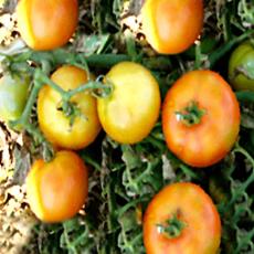 Hybrid Tomato Seeds With Dark Green Shoulder