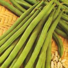 Practical Slim Podded French Bean