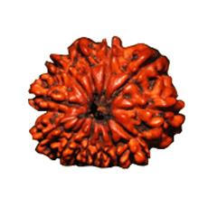 Twelve Mukhi Rudraksha