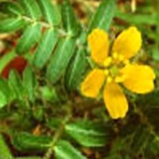 Tribulus Powder For Mood-Enhancing Smoke