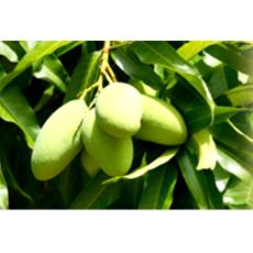 High Yielding Mango Plants