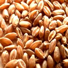 Nutritional Wheat With Accurate Cholesterols