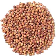 Whole Coriander Seed With Spicy Flavor