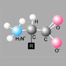 Amino Acid