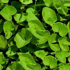 Centella Asiatica Extract In Powder Form