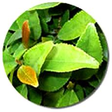 Green Tea Extract