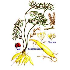 Medicinal Plant For Treatment Of Nervous Disorder