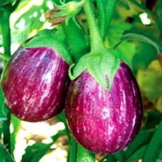 Tall Vigorous Hybrid Brinjal Seed