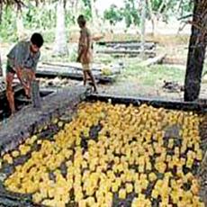 Jaggery Plant