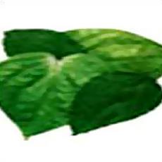 Betel Leaf Oil