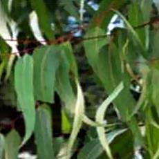 Eucalyptus Oil