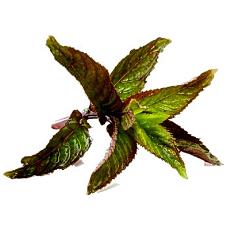 Peppermint Oil With Medicinal Properties