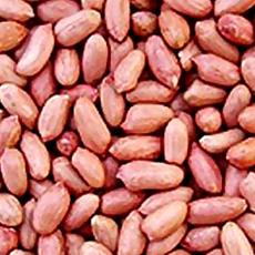 Ground Nut Seeds/ Seengi Dana