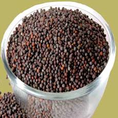 Black Coloured Mustard Seed