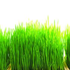 Wheatgrass Powder With Antioxidant Properties