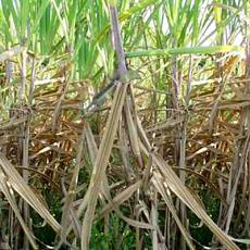 Fabricated Agricultural Sugarcane Detrasher