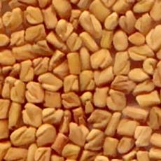 Hygienically Processed Fenugreek Seed