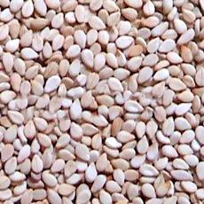 Dry Type Hulled Sesame Seed