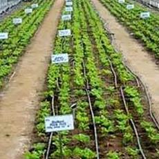 Agricultural Drip Irrigation System