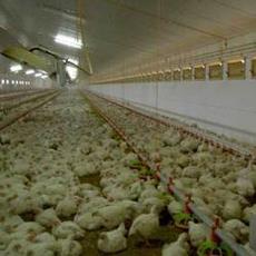 Air Inlets For Poultry Farms