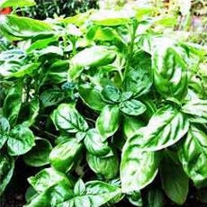 Insect-Repelling Essential Basil Oil