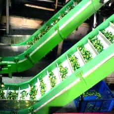 Industrial Purpose Plastic Modular Conveyor