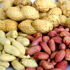 Shelled/ Unshelled Processed Peanuts