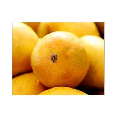 Vitamin A Enriched Alphonso Mangoes