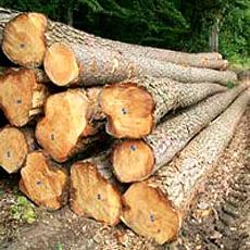 Fine Pine Wood Logs