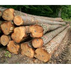 Industrial Purpose Pine Wood Logs