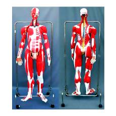 Anatomical Models For Laboratory