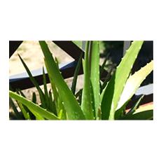 Organic Aloe Vera With Medicinal Properties