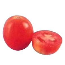 Bacterial Wilt Resistant Tomato Seeds