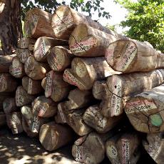 Construction Purpose Teak Wood Logs